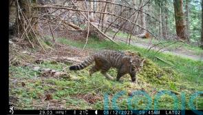 Released wildcats thriving ahead of ‘challenging’ winter
