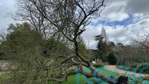 Artist makes ink from clone of Newton’s apple tree that fell in storm
