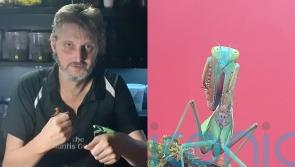 Bug-loving couple who share home with thousands of insects say free-roaming mantises can ‘kill the mood’ in the bedroom
