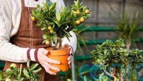 How to protect your plants as the first frosts arrive