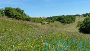 Golf course becomes haven for butterflies in South Downs National Park
