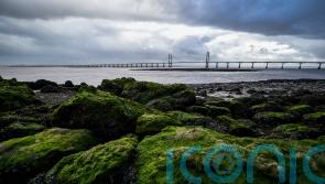 Our European ancestors ate seaweed and freshwater plants, study suggests