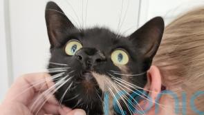 Cat with two noses deemed ‘one-of-a-kind’ by adoption centre