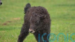 Baby yaks Tonks and Cedric ‘completely captivate’ visitors at Whipsnade Zoo