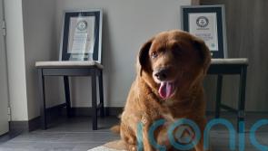 World’s oldest dog dies in Portugal aged 31