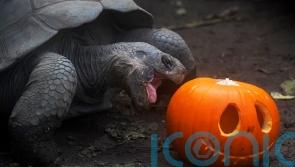 In Pictures: London Zoo animals celebrate Halloween with pumpkin treats