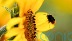 Bumblebees ‘prioritise getting maximum calories in shortest time’