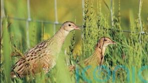 Number of corncrakes in Scotland increases for first time in five years