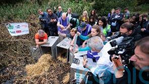 Species reintroduction ‘not a priority’ for Government