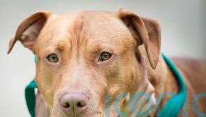 Data says thousands of banned dogs living in British homes with owners