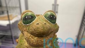 Cadbury World master chocolatiers make 50kg chocolate Halloween toad