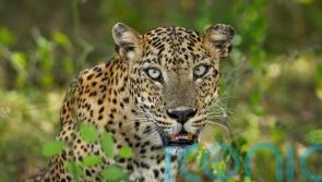 Leopards feature in latest edition of acclaimed wildlife photobook series