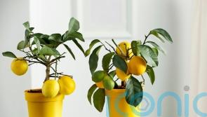 5 edible houseplants to brighten your home – and satisfy your tastebuds