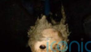 Spooky doll’s head is a nightmare for sewer crew