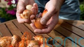 This is why you should plant your tulip bulbs in November