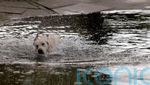 Pet medicine chemicals banned in agriculture found in English rivers