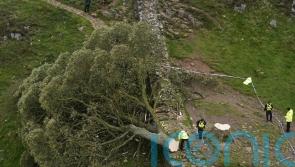 Two more arrests made over felling of world-famous Sycamore Gap tree
