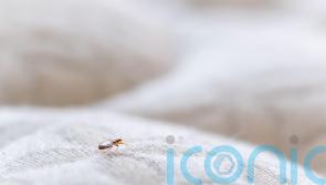 Library in west London shuts after staff spot bedbugs