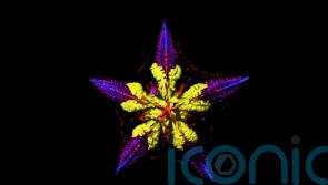 Starfish bodies may more closely resemble a head, study suggests