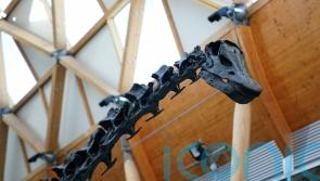 ‘Giant dinosaur carcasses might have been important food for Jurassic predators’