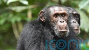 Chimpanzees go to hilltops to gather information about rival groups, study finds