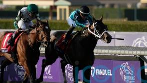 Live In The Dream goes down fighting in Turf Sprint