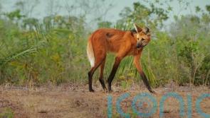 Death of rare wolf after Planet Earth filming ‘reminder of what could be lost’