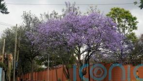 Kenya declares surprise public holiday in campaign to plant 15 billion trees