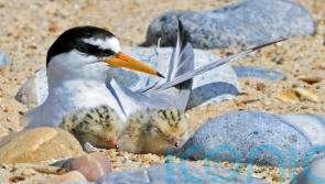 Little tern chicks fledge after project to raise beach above high tides