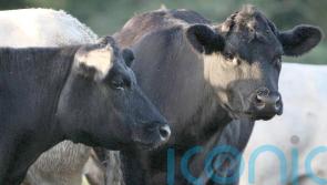 Irish beef exports to China suspended after case of BSE