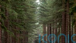 Experts predict ‘catastrophic ecosystem collapse’ of UK forests within 50 years