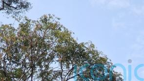 Firm using AI to map trees from space in bid to save tropical forests