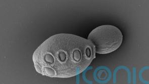 Scientists create baker’s yeast with more than 50% synthetic DNA