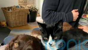 Heroic dog helps rescue team find cat which fell 100ft down mineshaft