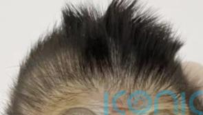 Scientists report first live birth of ‘chimeric’ monkey