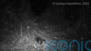 Rare egg-laying mammal named after Attenborough caught on film for first time
