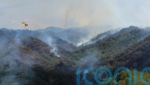 Hawaii wildfire destroys parts of rainforest home to fragile species