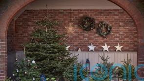 Why a pot-grown Christmas tree may save you money in the long term