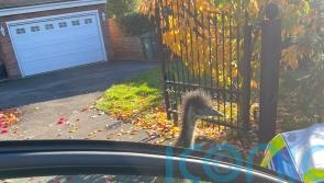 Escaped emu Rodney taken home by police after knocking on door with beak