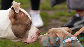 Applications opened for owners to register XL bully dogs