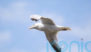 Scottish seabird population in decline, research shows
