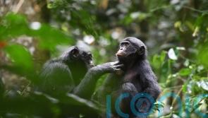 Bonobos make friends outside their group and help each other like humans – study