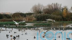 Warming climate and storms see Bewick’s swans make latest arrival since 1965