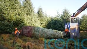 Christmas tree begins 330-mile journey to Big Ben