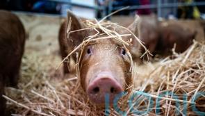 In Pictures: Pig in a pose at the Cornish Winter Fair