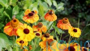 10 Christmas gardening gifts with wildlife in mind