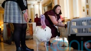 Turkeys set for presidential pardon as part of US Thanksgiving tradition