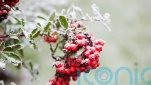 The best shrubs to grow for festive winter berries