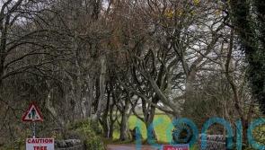 Work begins in operation to cut down trees made famous by Game Of Thrones