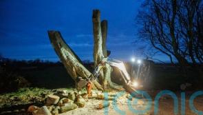 Work to remove dangerous trees at Dark Hedges goes on